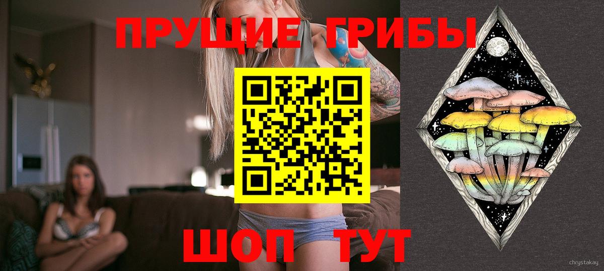 Псилоцибиновые грибы Psilocybine cubensis Вольск